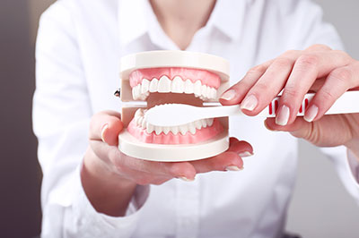 The image shows a person holding a model set of teeth with a dental tool, likely for educational purposes.